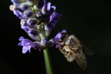 Nahaufnahme einer Biene auf Lavendel Blüte © Markus