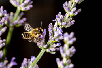 Nahaufnahme einer Biene auf Lavendel Blüte © Markus