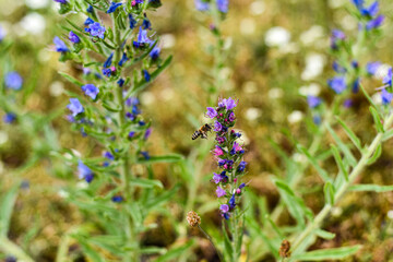 a bee flew to the flower to collect pollen