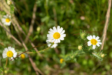 Detail of daisies in a sunny day in Viana do Castelo, Portugal. Shot during summer time.
