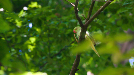 Rose-ringed parakeet bird sitting on a branch waiting for some food at Brussels