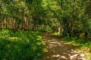 Path next to calm river in nature. Green walking trail in Alvaraes Forest next to Neiva River in Alvaraes Parish Council, Viana do Castelo, Portugal, Europe.