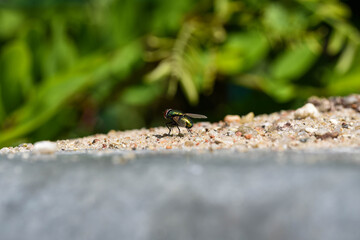 a Golden fly sits on the lid of a garbage can