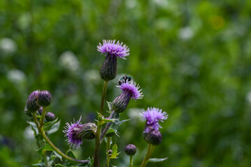 a small fly hid on a purple flower
