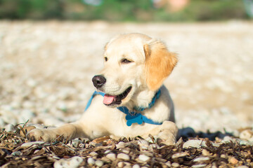 Golden retriever puppy dog lying on the sand and rocks on the beach looking off to the side with a big smile and tongue sticking out wearing a blue collar