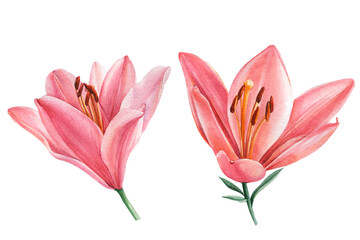 Set pink lily on a white background. Watercolor drawing