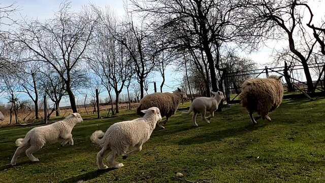 Flock of sheep in farmyard