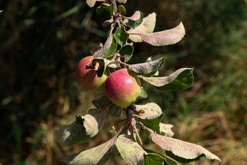 Apples ripen on tree branches in Summer