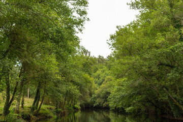 Fototapeta na wymiar Calm Neiva River flowing gently through woodland landscape at Alvaraes in Viana do Castelo, Portugal.