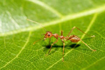 Close up red ant on green leaf in nature at thailand