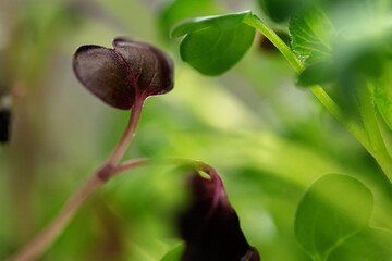 Young green sprout of micro green on blurred background