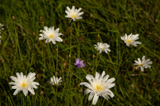 Wild Cupidone growing on the Plateau de Valensole