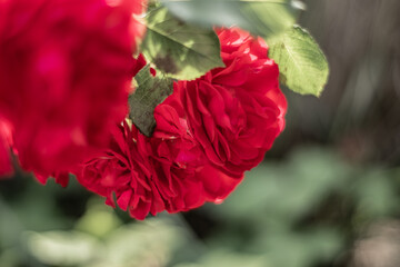 Rosen, verschwommener Hintergrund