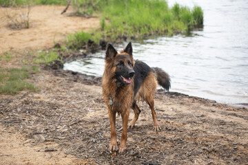 Wet German shepherd after swimming in the lake