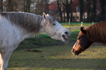 Naklejka na ściany i meble White horse playfully bites at another brown horse in a green pasture