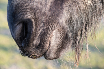 Side view of a nose and mouth of a single black Frisian horse