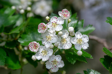 Crataegus laevigata white flowering branches, beautiful wild tree in bloom