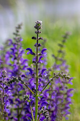 Salvia pratensis sage flowers in bloom, flowering blue violet purple mmeadow clary plants, green grass