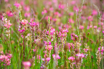 Field of pink wild flowers in summer