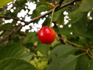 Unripe cherry with raindrops close up.