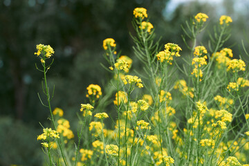 Fototapeta premium beautiful summer landscape - a meadow with yellow flowers in the forest on a bright Sunny day