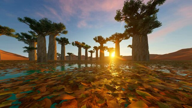 Baobab Trees Forest, Time Lapse at Twilight, Famous Avenue of the Baobabs in Madagascar, Africa