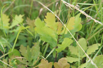 kleiner junger mini Eichenbaum Sprössling