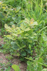 kleiner junger mini Eichenbaum Sprössling