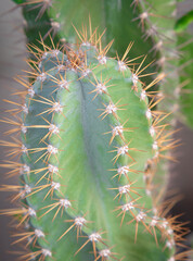 Cactus in the sunlight. Green succulents or cactus for for decoration.
