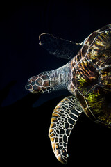 sea turtle black isolated