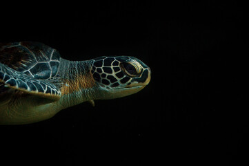 sea turtle black isolated