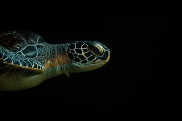 Fotobehang sea turtle black isolated © Junehyunhun
