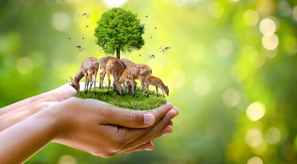 Concept Nature reserve conserve Wildlife reserve tiger Deer Global warming Food Loaf Ecology Human hands protecting the wild and wild animals tigers deer, trees in the hands green background Sun light