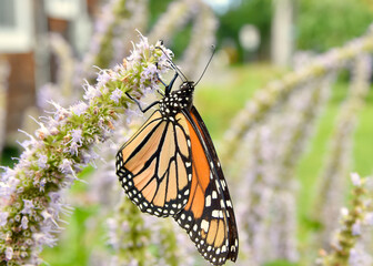 Fototapeta premium A Monarch (Danaus plexippus) hangs upside down while feeding on the nectar of Anise Hyssop flowers (Agastache foeniculum.) Copy space. Closeup.