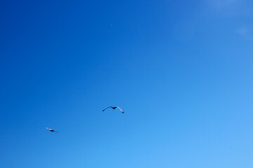 Birds are flying in blue sky