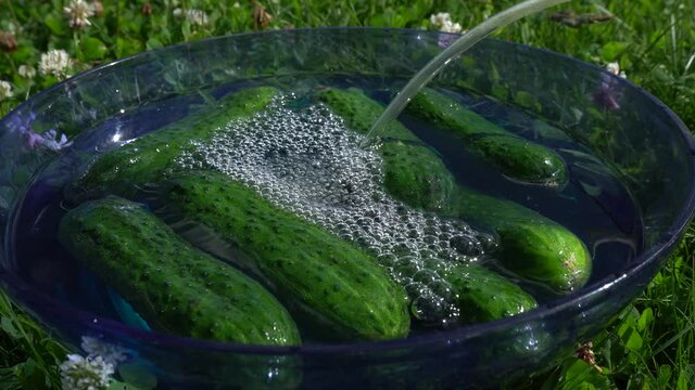 Processing Cucumbers With Ozone. Boiling Ozone Water. Vegetables In The Water Into Which Ozone Is Injected For Disinfection. Healthy Food Concept. Green Grass Background.