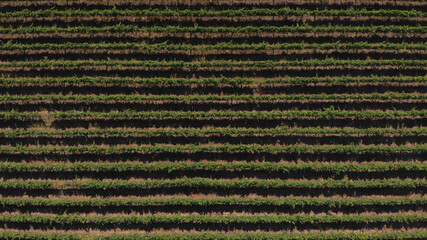 Aerial view of rows of green vineyards growing in the agricultural lands of Esmeriz, Famalicao,...