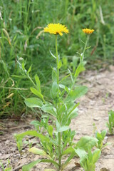 Calendula officinalis Ringelblume Wildblume gelb orange freistehend
