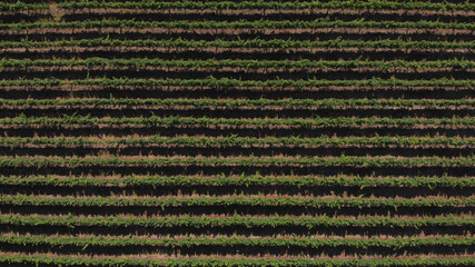 Aerial view of rows of green vineyards growing in the agricultural lands of Esmeriz, Famalicao, Minho Region. Minho is the biggest wine producing region in Portugal.
