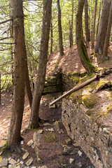 View inside a forested area in Canada