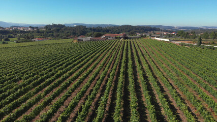 Aerial view of rows of green vineyards growing in the agricultural lands of Esmeriz, Famalicao,...