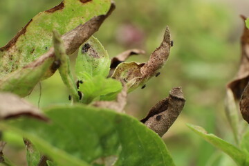 Insect pests destroy basil in the garden Until the yellow leaves are dry