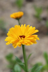 Calendula officinalis Ringelblume Wildblume gelb orange freistehend