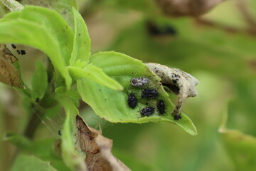 Insect pests destroy basil in the garden Until the yellow leaves are dry