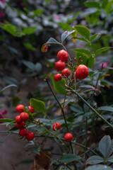 Obraz premium Red fruits on a backyard plant
