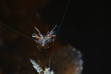 Shrimp antennas at night, Fühler einer Garnele in der Nacht