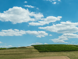 Weinberg mit Südhang im Sommer