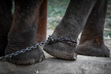 Chained elephant 12