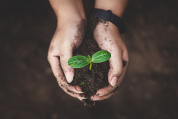 Closeup hands of person holding soil with young plant in hand.