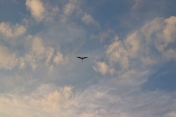 white herone type Indian crane flying in the sky and clouds